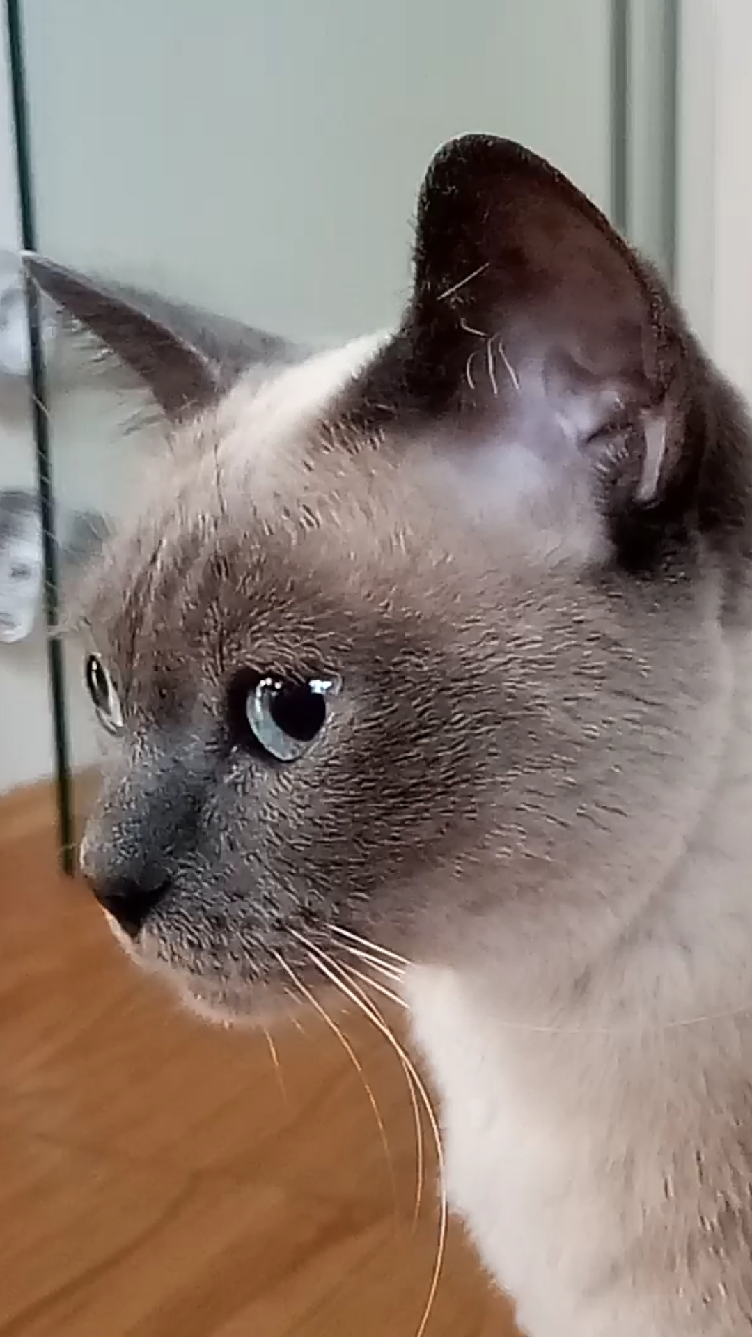 My Little Small Love - My Beloved Cat Anira Mausi